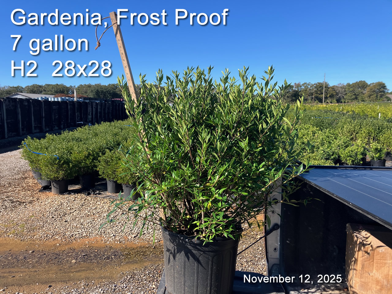 gallery/gfp7 h2 nov12.jpg